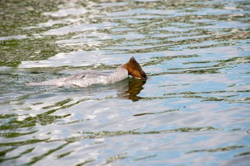 Gänsesäger (Mergus merganser merganser), Weibchen, schwimmt bei der Suche nach Fischen mit Kopf unter Wasser, Schweriner See, Mecklenburg-Vorpommern, Deutschland