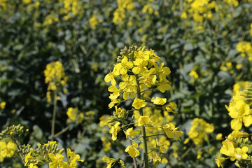 Yellow flowers winter cress