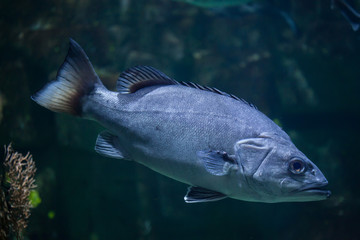 Naklejka premium Atlantic wreckfish (Polyprion americanus).