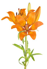lily orange flower on green stem