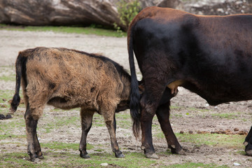 Heck cattle (Bos primigenius taurus)