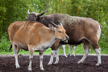 Fototapeta premium Javan banteng (Bos javanicus)