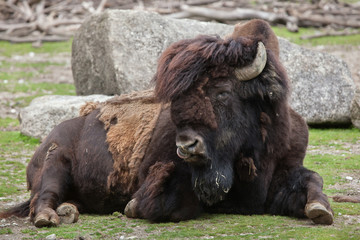 Wood bison (Bison bison athabascae).