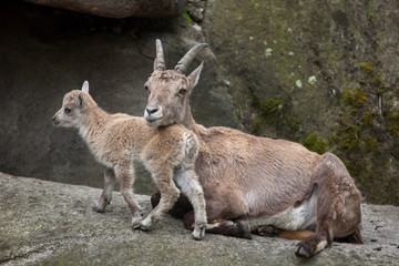 Naklejka na ściany i meble Alpine ibex (Capra ibex ibex).