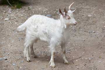 Obraz premium Girgentana goat (Capra aegagrus hircus)