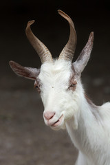 Girgentana goat (Capra aegagrus hircus)