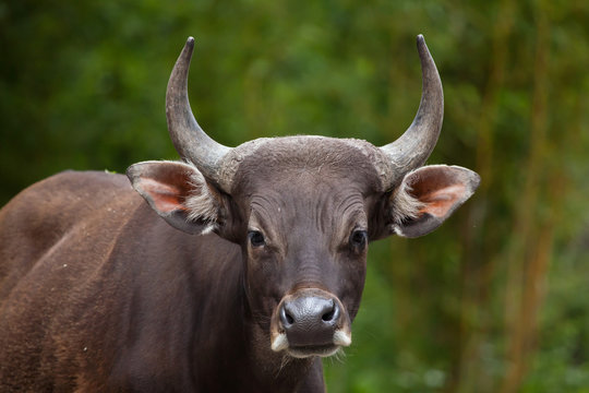 Javan banteng (Bos javanicus)