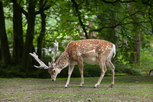 Fototapeta Persian fallow deer (Dama dama mesopotamica).