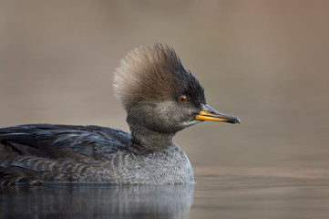 A female hen Hooded Merganser floats on a calm pond in the soft afternoon sun with a smooth brown background.