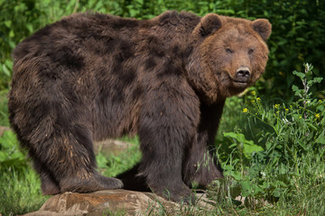 Kamchatka brown bear (Ursus arctos beringianus)