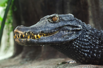 Cuvier's dwarf caiman (Paleosuchus palpebrosus)