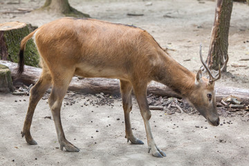 Pere David's deer (Elaphurus davidianus) © Vladimir Wrangel