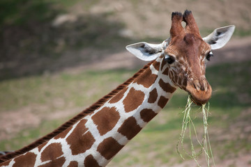 Reticulated giraffe (Giraffa camelopardalis reticulata).