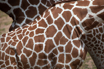 Naklejka premium Reticulated giraffe (Giraffa camelopardalis reticulata).