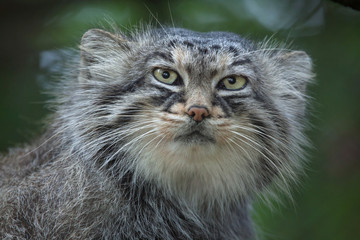 Pallas's cat (Otocolobus manul)
