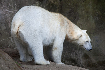 Obraz na płótnie Canvas Polar bear (Ursus maritimus).