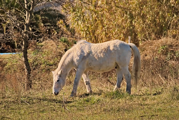 Fototapeta na wymiar White pony on a field in Argentina