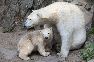 Fototapeta na wymiar Polar bear (Ursus maritimus).