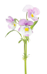 Obraz premium three pansy light pink blooms on stem