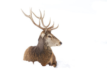 Red deer with large antlers isolated on a white background sitting in the winter snow in Canada