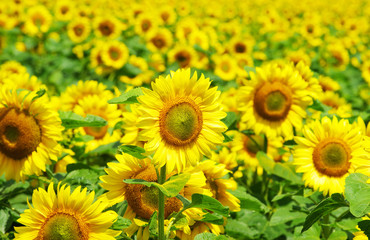 Fototapeta premium sunflowers