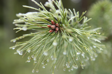 Pine branch with drops. Nature forest background. Frozen drops.