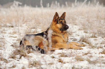 German Shepherds in the snow