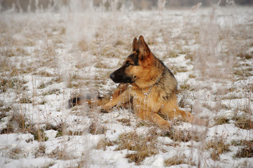 German Shepherds in the snow
