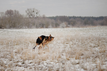 German Shepherds in the snow