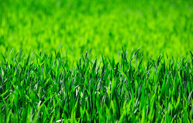 field on a background of the blue sky