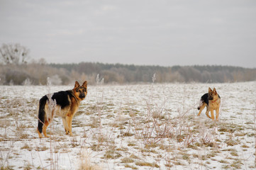 German Shepherds in the snow