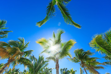 Palm tree on the sky