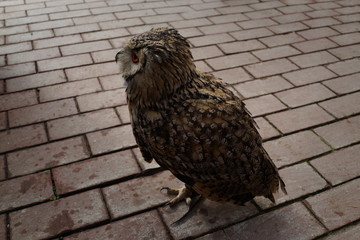 梟　フクロウ　ミミズク