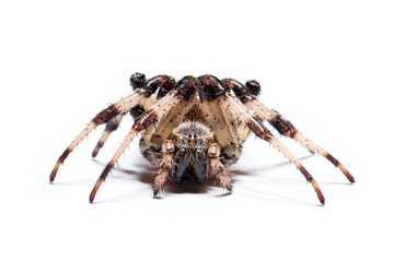spider