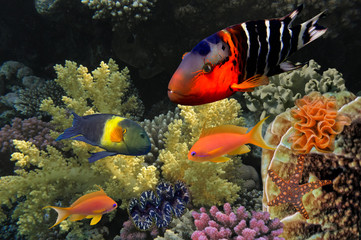 Underwater life landscape © vlad61_61