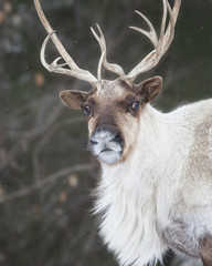 R&eacute;sident Nordique