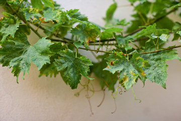 Vine leaves with tendril on white wall