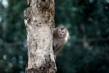 Monkey sitting on a rope on a tree.