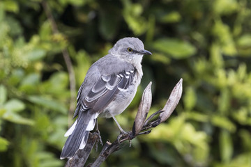 Bird at Laguna Beach coastal park