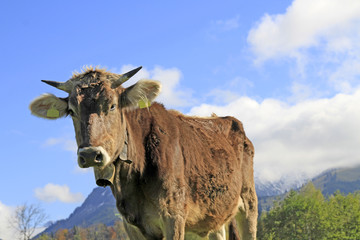 Kuh vor Allgäuer Bergkulisse