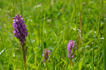 beautiful summer landscape: purple flowers among the green grass, nature, wilderness