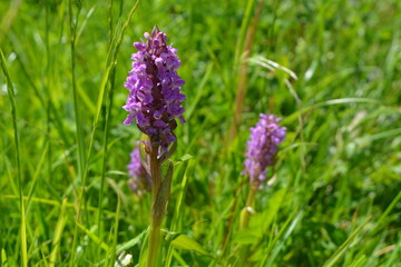beautiful summer landscape: purple flowers among the green grass, nature, wilderness