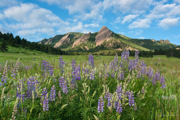 Lupine Summer