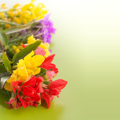 Bright,colorful wildflowers on gradient green background