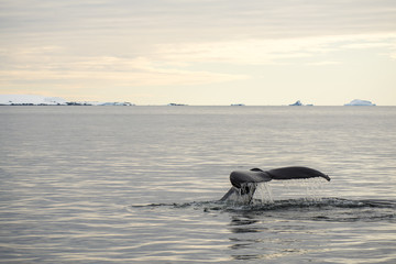 Fototapeta premium Dusk Whale Tail