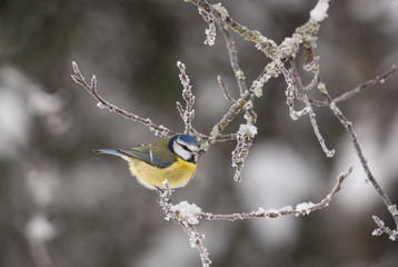 A landscape image of a Bluetit, Cyanistes caeruleus, on a frozen tree branch dusted with snow.