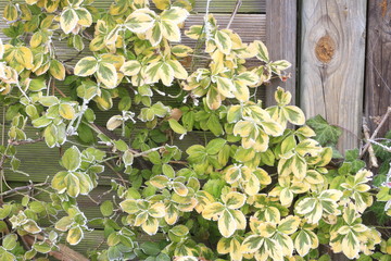 Frost in Niedersachsen