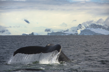 mountain whale