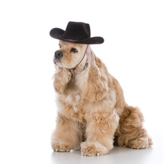 dog wearing cowboy hat