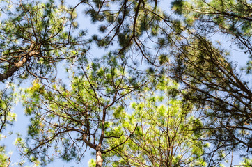 Obraz premium View of the tops of pine trees and bough with blue sky,Tall pine forest over head